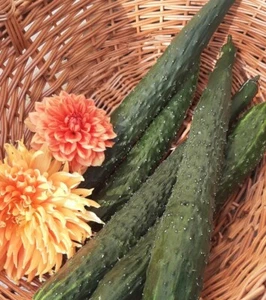 China Jade Cucumber Seeds | Heirloom - Picture 1 of 2