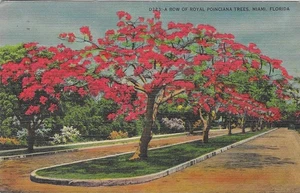 Vintage Florida Linen Postcard Miami A Row of Royal Poinciana Trees - Picture 1 of 2