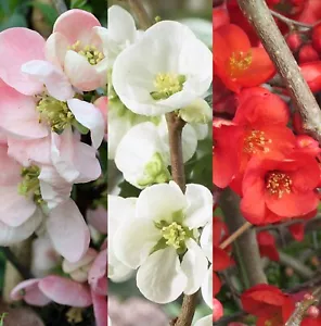Chaenomeles 3 Plant Mix in 9cm Pots - Flowering Quince - Ready to Plant - Picture 1 of 7