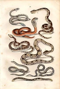 1866 REBAU HC LITHOGRAPHIE Boa, Klapperschlange, Seeschlange, indische Python, asiatische Kobra - Bild 1 von 2