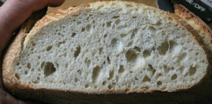 AUTHENTIC San Francisco Sourdough Starter yeast  sally WORLDS BEST SELLER SITE - Picture 1 of 12