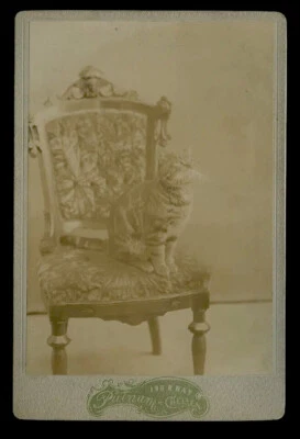 Antique 1890s Cabinet Card Photo of a Striped Tabby Cat Broadway New - Изображение 1 из 3