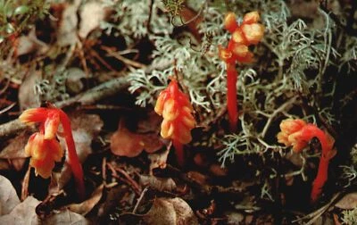 Cape Cod National Seashore Pine-Sap Scrub Oak Woodlands Massachusetts Postcard - Image 1 of 2