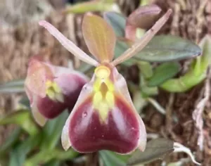 OoN Epidendrum porpax (Dark Form) species orchid 60mm pot Div's RARE - Picture 1 of 6