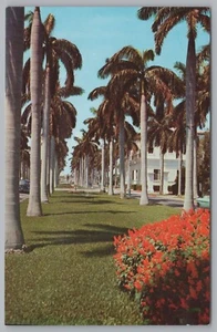 Avenue Of Royal Palms, Southern Florida, USA, Vintage Post Card. - Picture 1 of 2