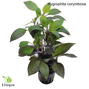 Hygrophila corymbosa Live Aquarium Plants Tropical Aquascaping Tank K2AQUA - Picture 1 of 1