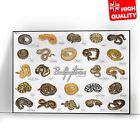 Types Of Ball Pythons Animal Educational Poster Print | A5 A4 A3 |
