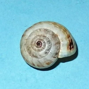 Xerosecta cespitum - HYGROMIIDAE - Spanish Land Snail Shell - 15.5mm F++ #6049 - Picture 1 of 2