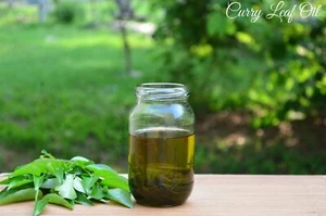 Organic Fresh Grown Curry Leaves (2000 Leaves ) - Picture 1 of 6