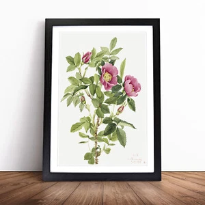 Póster enmarcado con impresión de arte de pared Bourgeau Rose Vol.1 de Mary Vaux Walcott - Imagen 1 de 9