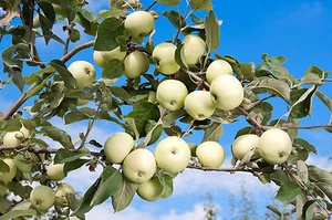 Apfelbaum 'Weißer Klarapfel' Apfel Malus Halbstamm ca.175 cm im Container - Bild 1 von 1