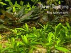 Dwarf Sagittaria - Live Beginner Easy Aquarium Plant Fish Shrimp Tank Aquascape