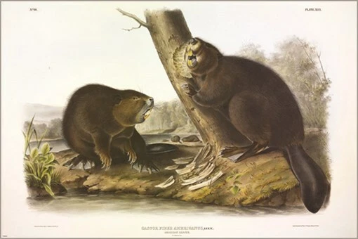 Póster artístico ilustración vintage American Beaver de John James Audubon 20x30 Foto 1 de 1