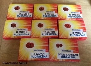 RUDRAKSHA JAVA INDONESISCHE SAMMLERPERLEN 8,9,10,11,12,13,14 MUKHI GESICHT ZERTIFIZIERT - Bild 1 von 24