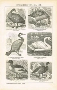 Pizarra GANSOS / CORMORÁN / CISNE / AVES NADADORAS 1895 Grabado en madera original - Imagen 1 de 1