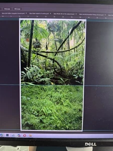 Custom Jungle Predator Ikea Detolf 12" Maßstab 1:6 Diorama Hintergrund - Bild 1 von 1