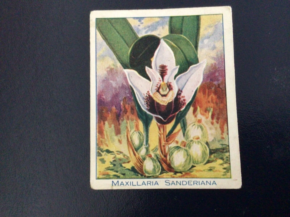 Carreras: Orchids. Pick the cards you need. (Large Cards) - Image 1 of 1