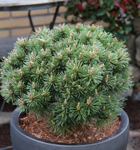 Zwerg Bergkiefer Benjamin 60-70cm - Pinus mugo - Bild 1 von 1