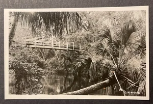 Hillsborough River State Park near Zephyrhills and Tampa Florida RPPC - Picture 1 of 2