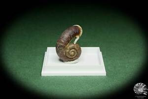 Rhiostoma smithi Südthailand Turmdeckelschnecke Schnecke conch shell snail Deko