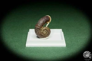 Rhiostoma smithi Südthailand Turmdeckelschnecke rezent Schnecke conch shell Deko - Bild 1 von 6