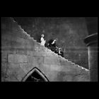 Photo F011431 Bela Lugosi Helen Chandler Dwight Frye Dracula 1931
