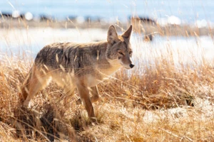 Coyote at Yellowstone Lake, Yellowstone National Park Giclee Print + Ships Free - Picture 1 of 3