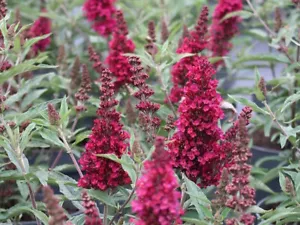 Zwerg-Sommerflieder Buddleja Buzz® Wine 20-40 cm ideale Kübelpflanze - Bild 1 von 6
