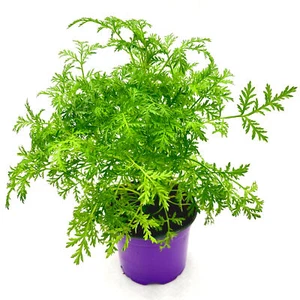 Chinesischer Beifuss Artemisia annua - Bild 1 von 1