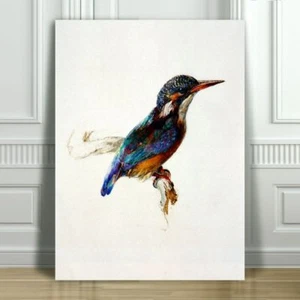JOHN RUSKIN - Beautiful Kingfisher Illustration -CANVAS ART PRINT POSTER -18x12" - Picture 1 of 1