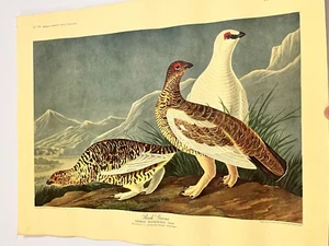 VINTAGE JOHN JAMES AUDUBON ROCK GROUS GROUSE PRINT POSTER PLATE 368 17.5"x13.5" - Picture 1 of 4