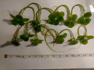 10 Premium XXL Amazon Frogbit! Live Aquarium Floating Plants with Long Roots! - Picture 1 of 1