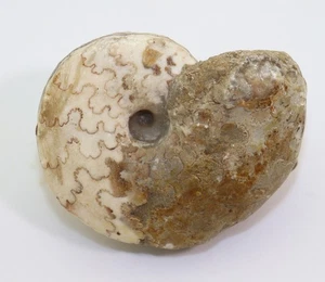 Ammonit, Thomasites gongilensis, Kreide, Turon, Gombe, Nigeria-m178 - Picture 1 of 5