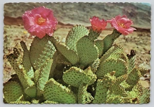 Phoenix Arizona Magenta Beaver Tail Cactus Flower Collectible Postcard - Picture 1 of 2