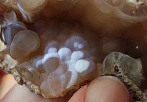Botryoidal Fossil Coral Geode Fragment GA Agate Fluorescent Specimen Sea WC58 - Picture 1 of 6