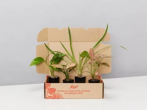 The Box Of Houseplants That Can Grow In Water - Picture 1 of 8