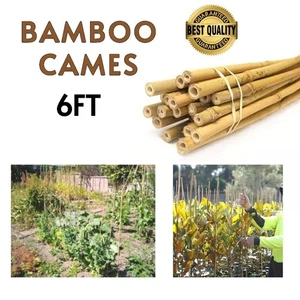 Bastones de bambú natural de 6 pies de alta resistencia gruesos postes de soporte para plantas de jardín - Imagen 1 de 6