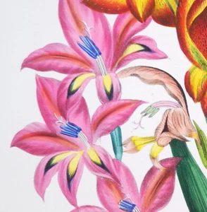 1841,J.W. LOUDON 1st EDIT. FINEST ANTIQUE ORIGINAL WATERCOLOURING BULBOUS YFD - Bild 1 von 7