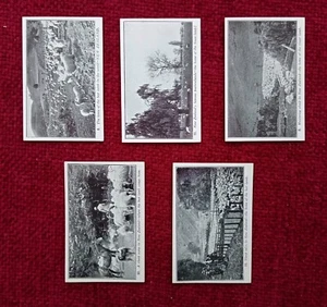 Juego completo de tarjetas comerciales de cigarrillos escenas y recetas de cordero RARO 1930  - Imagen 1 de 4