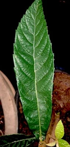 4 Live Loquat Tree Cuttings 6” + Leaf Stem Scions DIY Medlar Plum 枇杷 びわ Edible - Picture 1 of 5