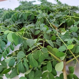 100g Dried Moringa Leaves Moringa Oleifera Natural Leaves High Quality Capsules - Picture 1 of 6