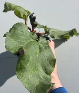 Rheum × hybridum 'Victoria' (Rhubarb Victoria) in approx 1 litre pots - Picture 1 of 5