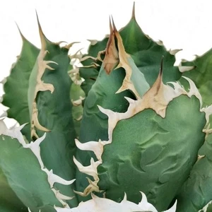 Agave Titanota (GENETICA ORIGINALE) POT 6 CM On its own root!!! - Imagen 1 de 6