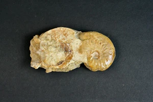 Jurassic Leioceras Ammonite 160 million years old - Picture 1 of 6