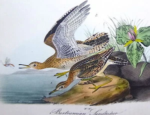 Audubon 1ª edición Octavo BARTRAMIAN SANDPIPER Birds of America 1840 original - Imagen 1 de 6
