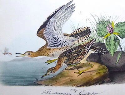Audubon 1st ed Octavo   BARTRAMIAN SANDPIPER   Birds of America  1840  original - Image 1 of 4