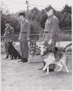 1963 Foto Stampa US Air Force Sentry Dogs Addestramento presso Paine Air Force Base - Foto 1 di 2