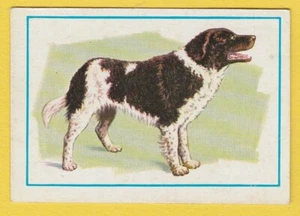Hunde - Spanische Sammelkarte um 1977 #89 Wetterhoun - Bild 1 von 2