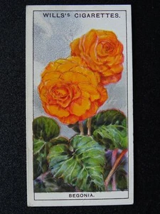 No.7 BEGONIA Garden Flowers by W.D.& H.O. Wills Ltd 1933 - Picture 1 of 1