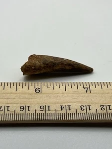 Spinosaurus 1.5” dientes dinosaurio fósil antes de T Rex Cretácico SC 59 - Imagen 1 de 5
